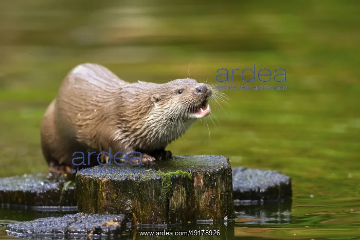 : Eurasian otter (Lutra lutra) on an old tree trunk in the water : Eurasian otter (Lutra lutra) on an old tree trunk in the water