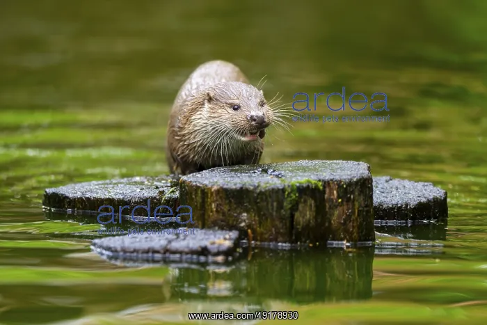 : Eurasian otter (Lutra lutra) on an old tree trunk in the water : Eurasian otter (Lutra lutra) on an old tree trunk in the water