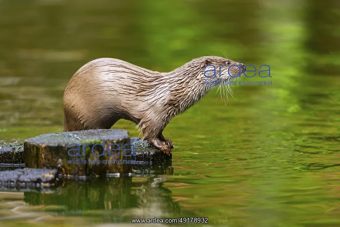 : Eurasian otter (Lutra lutra) on an old tree trunk in the water : Eurasian otter (Lutra lutra) on an old tree trunk in the water