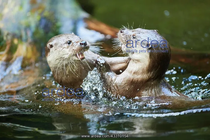 : Eurasian otter (Lutra lutra), playing with each : Eurasian otter (Lutra lutra), playing with each