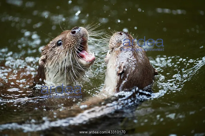 : Eurasian otter (Lutra lutra), playing with each : Eurasian otter (Lutra lutra), playing with each
