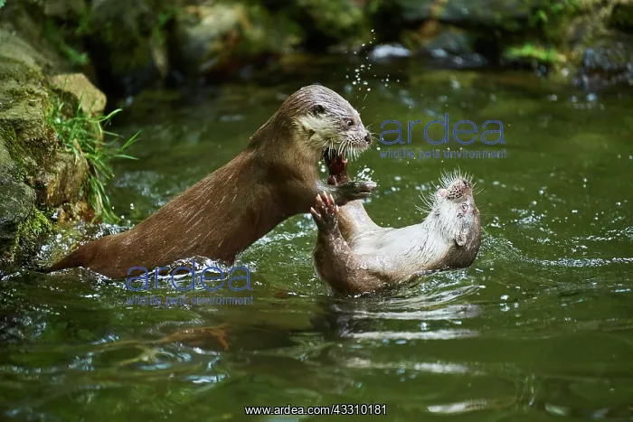 : Eurasian otter (Lutra lutra), playing with each : Eurasian otter (Lutra lutra), playing with each