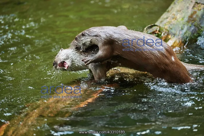 : Eurasian otter (Lutra lutra), playing with each : Eurasian otter (Lutra lutra), playing with each