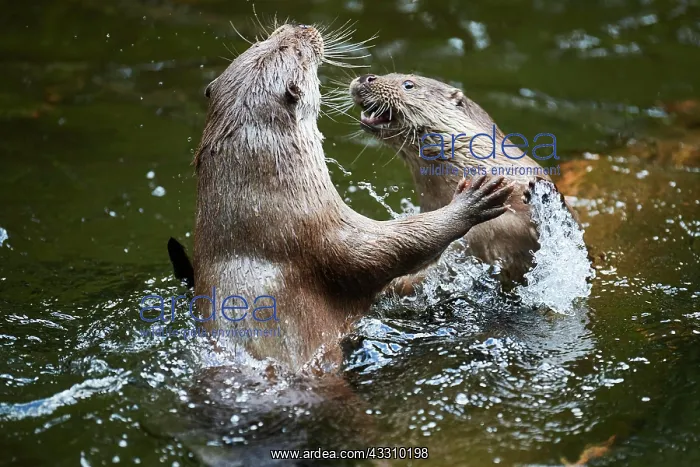 : Eurasian otter (Lutra lutra), playing with each : Eurasian otter (Lutra lutra), playing with each