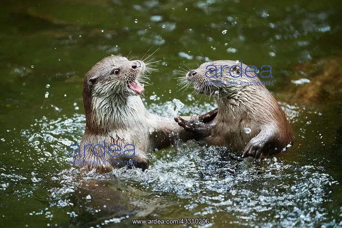 : Eurasian otter (Lutra lutra), playing with each : Eurasian otter (Lutra lutra), playing with each