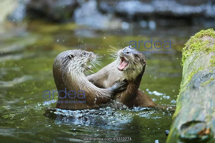 : Eurasian otter (Lutra lutra), playing with each : Eurasian otter (Lutra lutra), playing with each