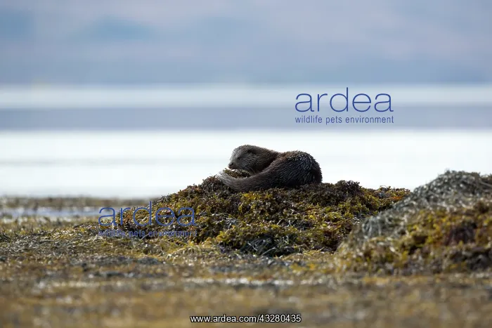 : Eurasian otter (Lutra lutra) sitting on a rock : Eurasian otter (Lutra lutra) sitting on a rock