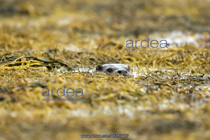 : Eurasian otter (Lutra lutra) swimming in the seaweed : Eurasian otter (Lutra lutra) swimming in the seaweed