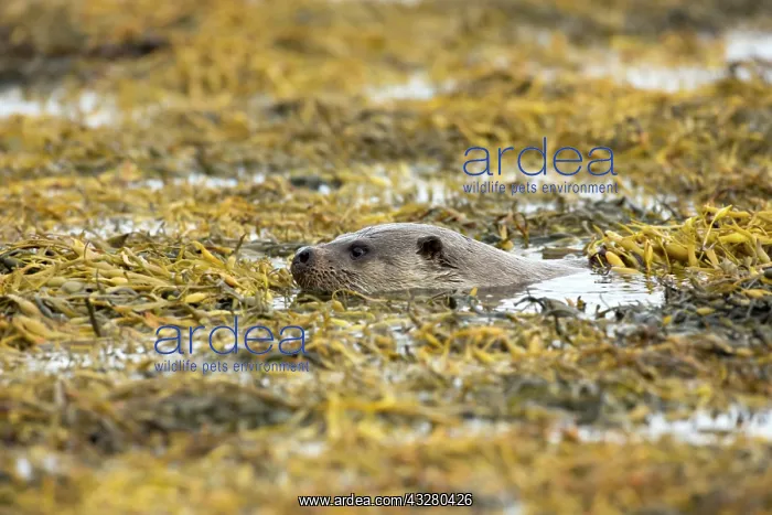 : Eurasian otter (Lutra lutra) swimming in the seaweed : Eurasian otter (Lutra lutra) swimming in the seaweed