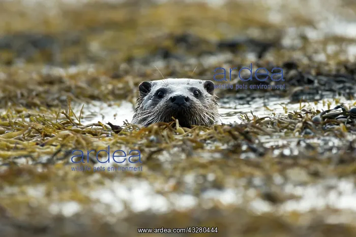 : Eurasian otter (Lutra lutra) swimming in the seaweed : Eurasian otter (Lutra lutra) swimming in the seaweed