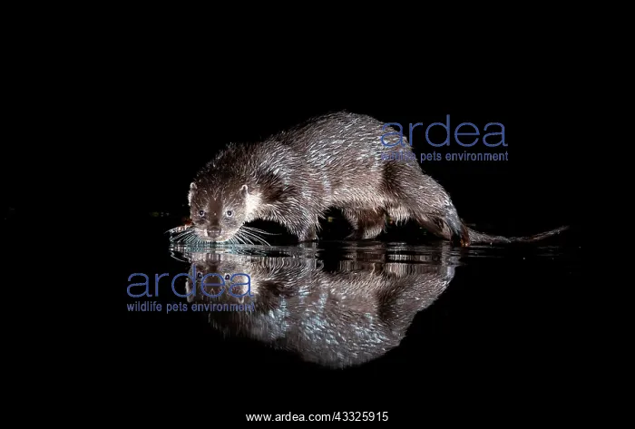 : Eurasian otter (Lutra lutra) walking amongst water, Scotland : Eurasian otter (Lutra lutra) walking amongst water, Scotland