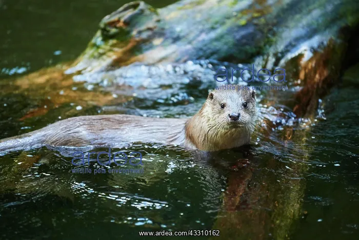  : Eurasian otter (Lutra lutra), in the water, Bavaria