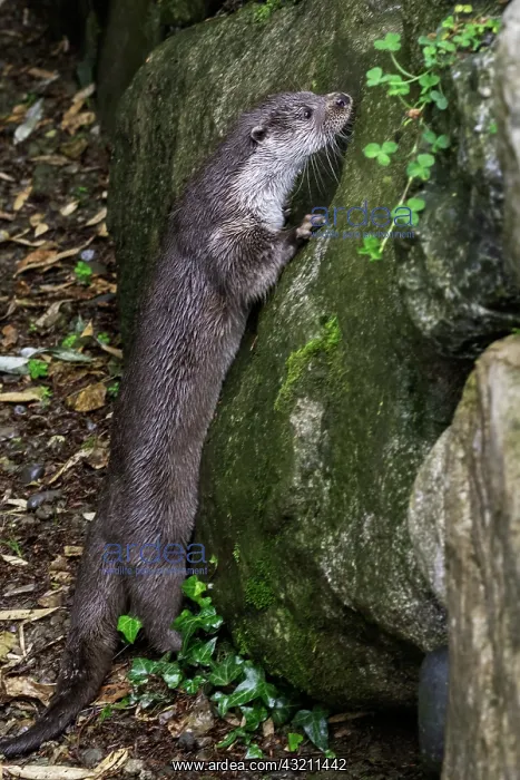 : Eurasian Otter (Lutra lutra), Western Europe : Eurasian Otter (Lutra lutra), Western Europe