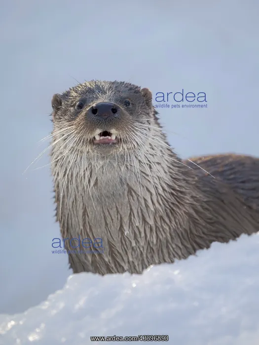 : Eurasian otter (Lutra lutra) during winter, Finland : Eurasian otter (Lutra lutra) during winter, Finland