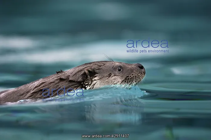 : Eurasian otter - swimming : Eurasian otter - swimming