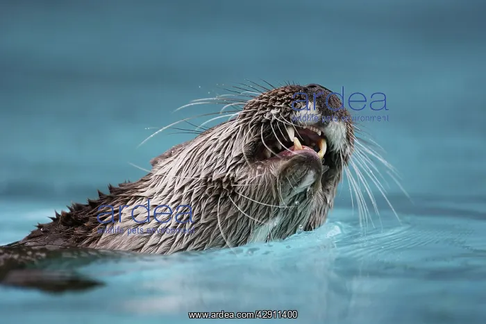 : Eurasian otter - in water, close-up of mouth : Eurasian otter - in water, close-up of mouth