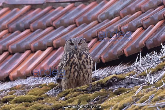 : Eurasian Owl : Eurasian Owl