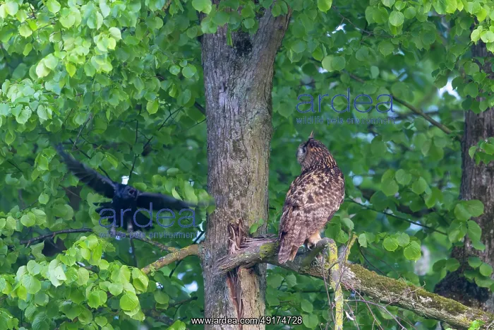: Eurasian Owl : Eurasian Owl