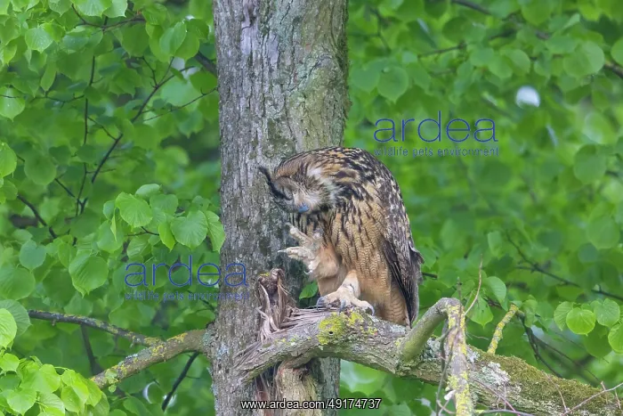 : Eurasian Owl : Eurasian Owl