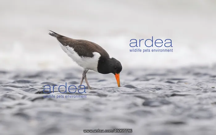 : Eurasian Oystercatcher : Eurasian Oystercatcher