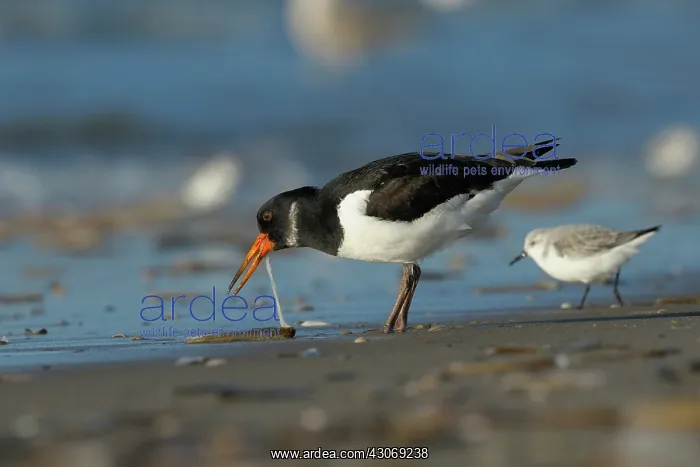 : Eurasian Oystercatcher : Eurasian Oystercatcher