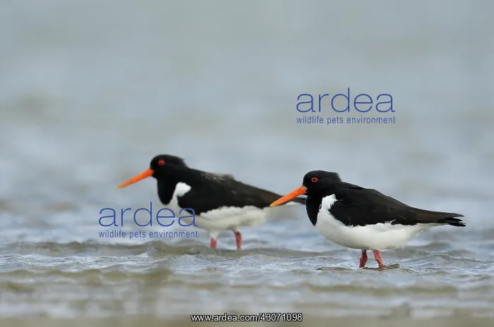 : Eurasian Oystercatcher : Eurasian Oystercatcher
