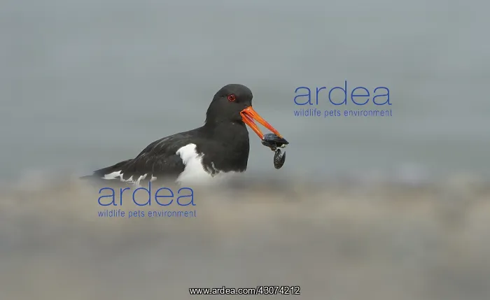 : Eurasian Oystercatcher : Eurasian Oystercatcher