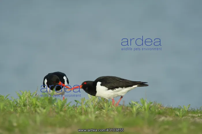: Eurasian Oystercatcher : Eurasian Oystercatcher