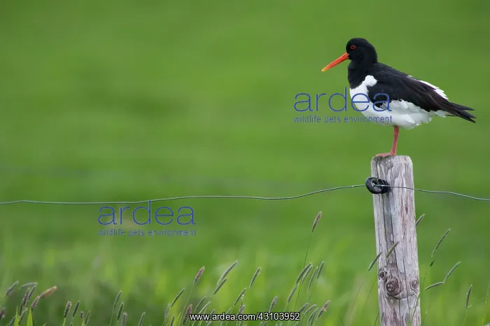 : Eurasian Oystercatcher : Eurasian Oystercatcher