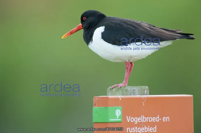 : Eurasian Oystercatcher : Eurasian Oystercatcher