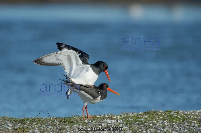 : Eurasian Oystercatcher : Eurasian Oystercatcher