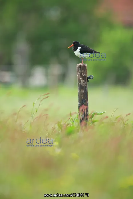 : Eurasian Oystercatcher : Eurasian Oystercatcher