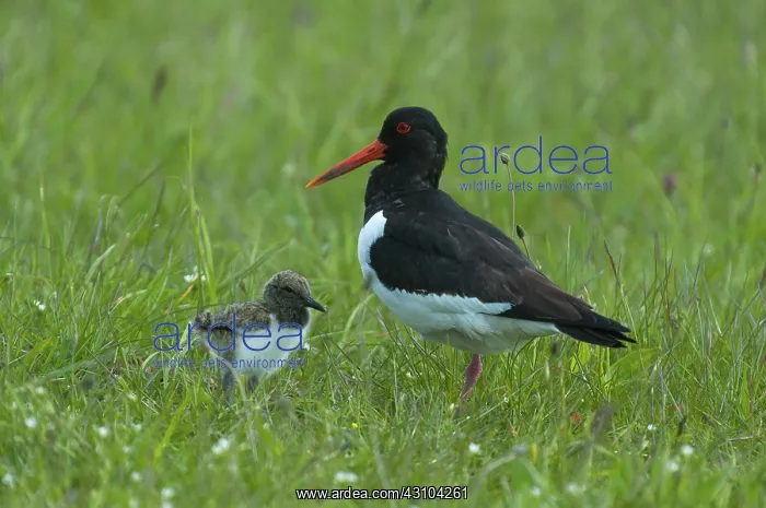 : Eurasian Oystercatcher : Eurasian Oystercatcher