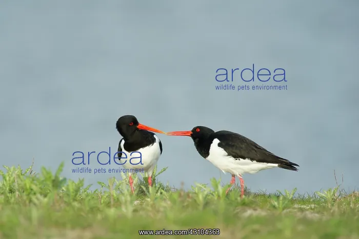 : Eurasian Oystercatcher : Eurasian Oystercatcher