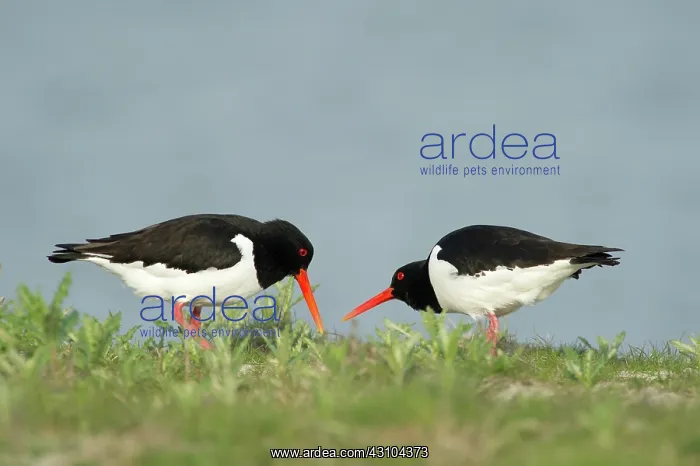  : Eurasian Oystercatcher
