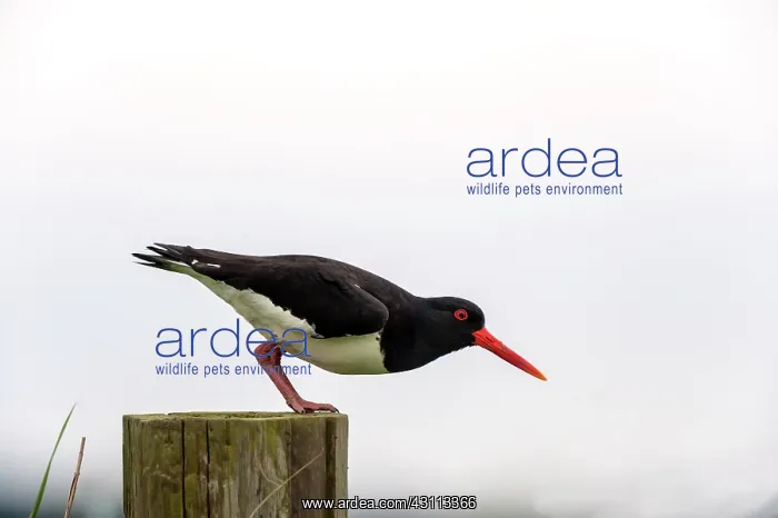 : Eurasian Oystercatcher : Eurasian Oystercatcher