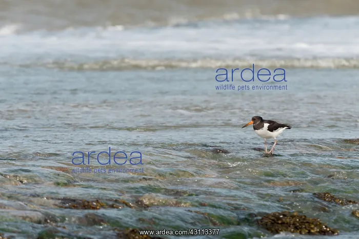 : Eurasian Oystercatcher : Eurasian Oystercatcher