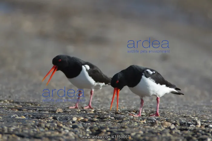 : Eurasian Oystercatcher : Eurasian Oystercatcher