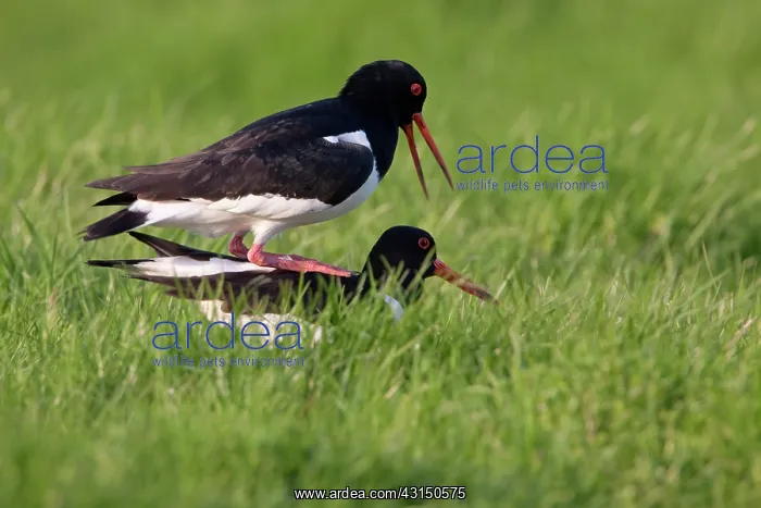 : Eurasian Oystercatcher : Eurasian Oystercatcher