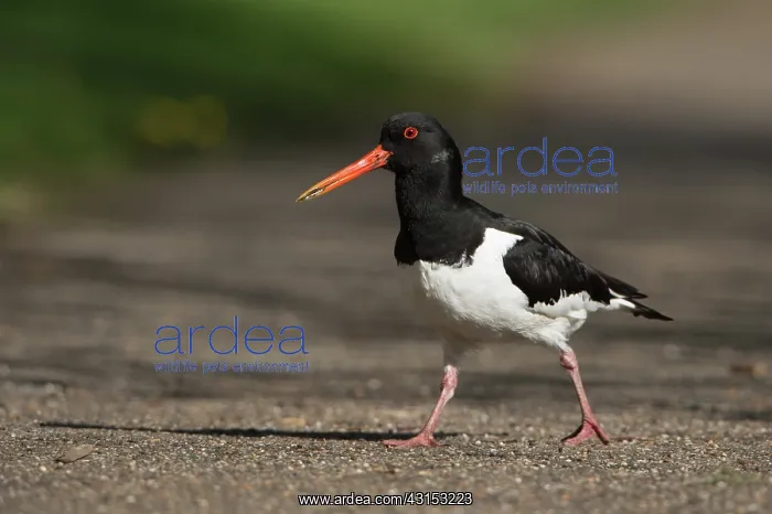: Eurasian Oystercatcher : Eurasian Oystercatcher
