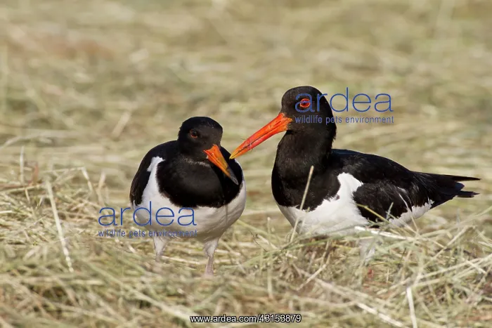 : Eurasian Oystercatcher : Eurasian Oystercatcher