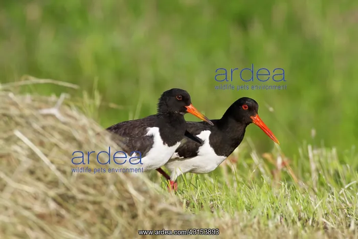 : Eurasian Oystercatcher : Eurasian Oystercatcher