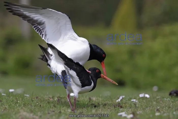 : Eurasian Oystercatcher : Eurasian Oystercatcher