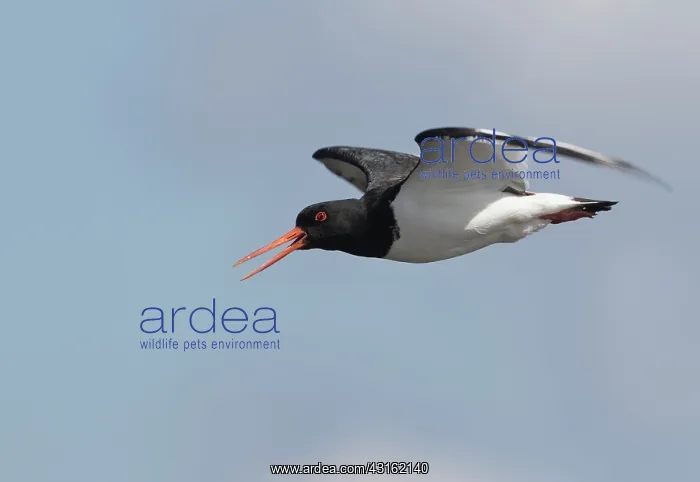: Eurasian Oystercatcher : Eurasian Oystercatcher