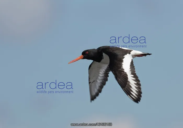 : Eurasian Oystercatcher : Eurasian Oystercatcher