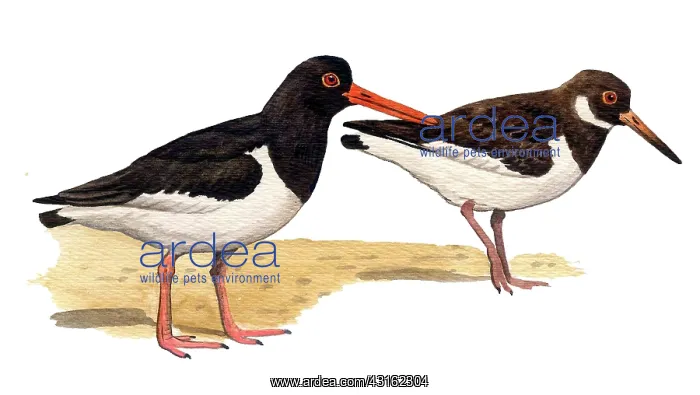 : Eurasian Oystercatcher : Eurasian Oystercatcher