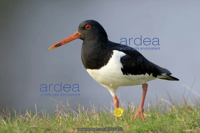 : Eurasian Oystercatcher : Eurasian Oystercatcher