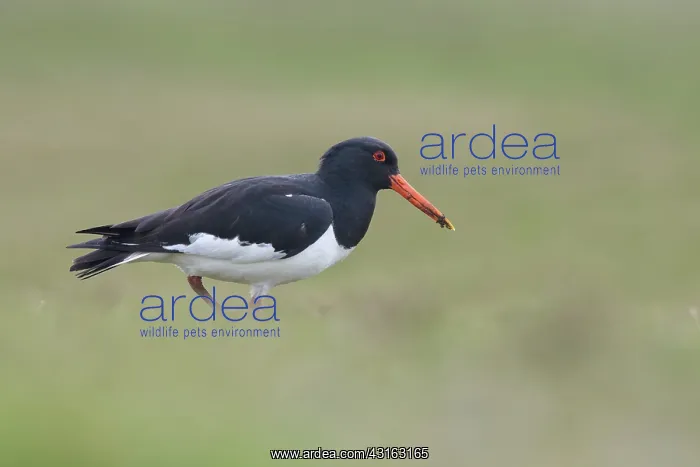 : Eurasian Oystercatcher : Eurasian Oystercatcher