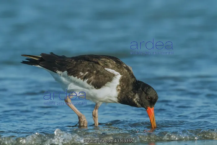: Eurasian Oystercatcher : Eurasian Oystercatcher