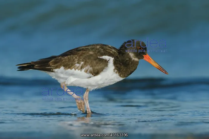 : Eurasian Oystercatcher : Eurasian Oystercatcher
